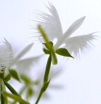 Amazon 鷺草 球根3球入 観葉植物 オンライン通販 Amazon 鷺草 球根3球入 観葉植物 オンライン通販