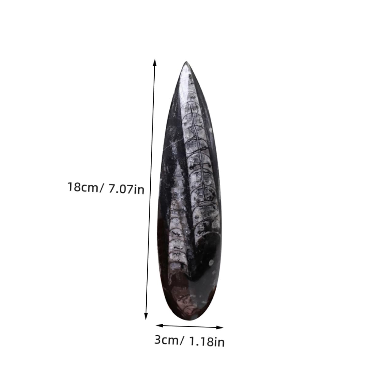 ibasenice Campione Fossile Orthoceras Naturale Paleo-oceano, Decorazione da Tavolo Educativa per Ragazzo Ragazza, Materiale Didattico Scientifico per Studio e Collezione