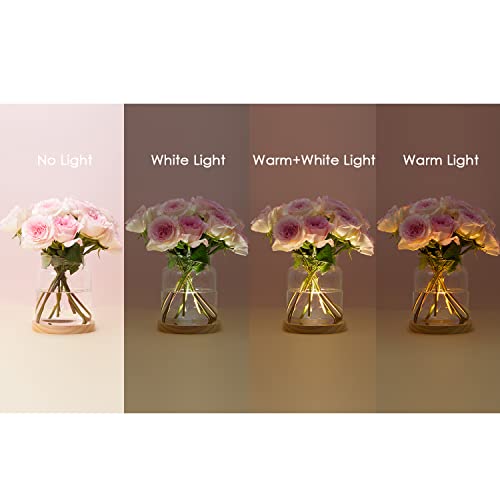 Hyindoor Vaso in Vetro Trasparente per Piante