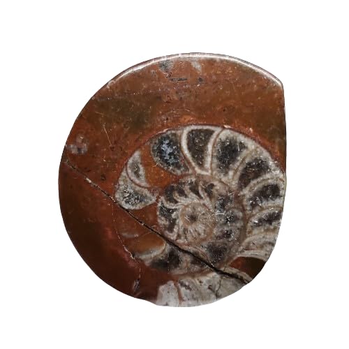 約4億年以上前‼️超希少✡️ゴニアタイト 約4億年以上前ゴニアタイト 楽天市場】【送料無料】【アンモナイト