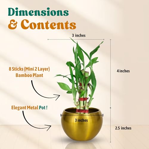 Image of Amulya FARMS Lucky Bamboo Mini 2 Layer Plant in Golden Metal Pot | Indoor Live Bamboo Plants for Home Decor, Living Room, Office, Desk Decoration | Vastu & Feng Shui Good Luck Plant