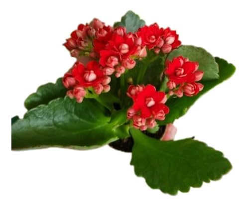Muda C/15 Kalanchoe Coloridas Suculenta C/vasinho Presente