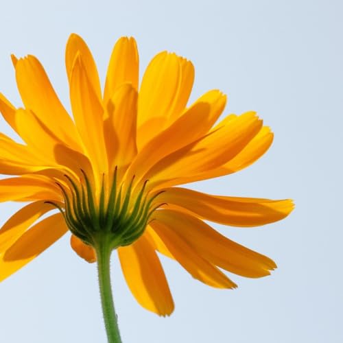 Couverture de Naturo B&eacute;arn Podcast #1 La naturopathie au service de l'humain