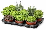 Pack 5 Plantas Aromáticas, Medicinales y Culinarias Maceta Ø 11 cm para uso Exterior