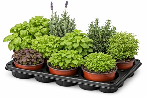 Pack 5 Plantas Aromáticas Medicinales