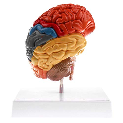Modèle de tronc cérébral 3D pour débutant en médecine - 3