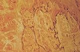 Pimento Burl prefinished Wood Veneer 14