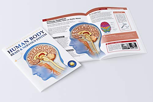 Image of Human Body - Brain And Nervous System: Knowledge Encyclopedia For Children