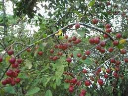 Siberian Crab Apple 10 Seeds For Planting Siberian Crab Manchurian Crab Apple Malus Baccata #TOP5