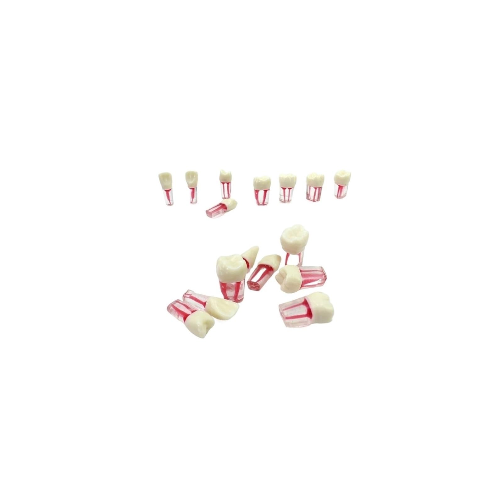 Denti Endodonzia Canale Radicolare, 8 Pezzi