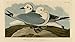 FrameTheTV hd-audubon Digital Hi-Definition USB TV Art - Audubon Society's Birds of North America