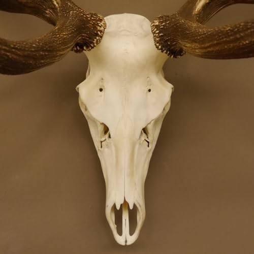 GTK - Geweihe & Trophäen KRUMHOLZ Rothirsch ungerader 16 Ender Geweih Breite 138 cm Hirschgeweih Hirsch 70.857