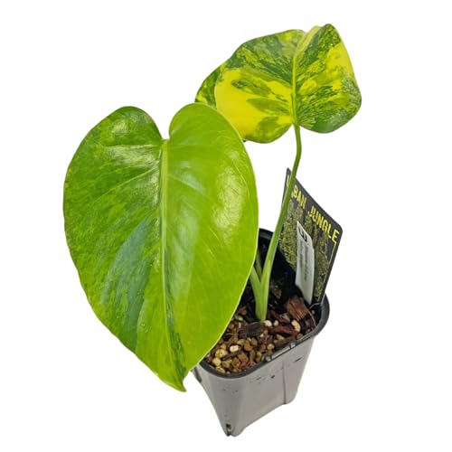 観葉植物 デリシオーサ モンステラ」の人気商品一覧 | 安い商品を通販