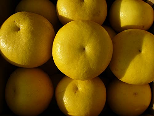 �n�E�X���U �R�L���� �T�C�Y���C�� �ƒ�p �������U