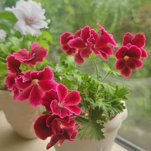 semi di geranio pelargonium appesi, giardino, d'appartamento da balcone resistenti, recisi di campo, aiuole rialzate 120pcs
