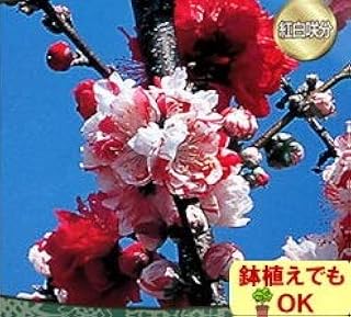 家庭樹 落葉高木 ハナモモ (花桃) 咲き分け源平 4.5号(直径13.5cm)ポット