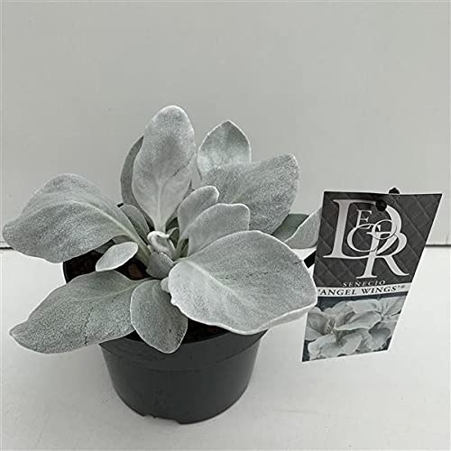 Senecio candidans Angel Wings Garden Plant in a 17cm Pot Large Plant