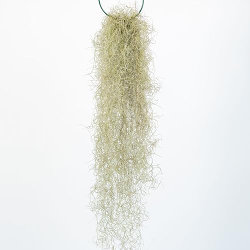 Tillandsia Usneoides Pianta Vera Cadente | Muschio Spagnolo Barba di Mosè | Pianta Aerea Pendente da Interno | Michieli Floricoltura Italia
