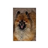 3dRose 15x22 Hand Towel - Smiling Pomeranian Dog Dogs Animal Photography Sanders Animals