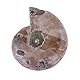 EVTSCAN 2Pcs Ammonit Fossil Specimen Shell Madagaskar Natursteine ​​und Mineralien(4cm in diameter)