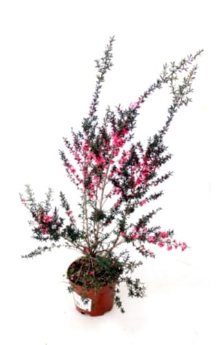 Planta natural Leptospermum Coral, 30-35 cm. Arbusto ornamental con flores brillantes y follaje compacto. Segura Garden.