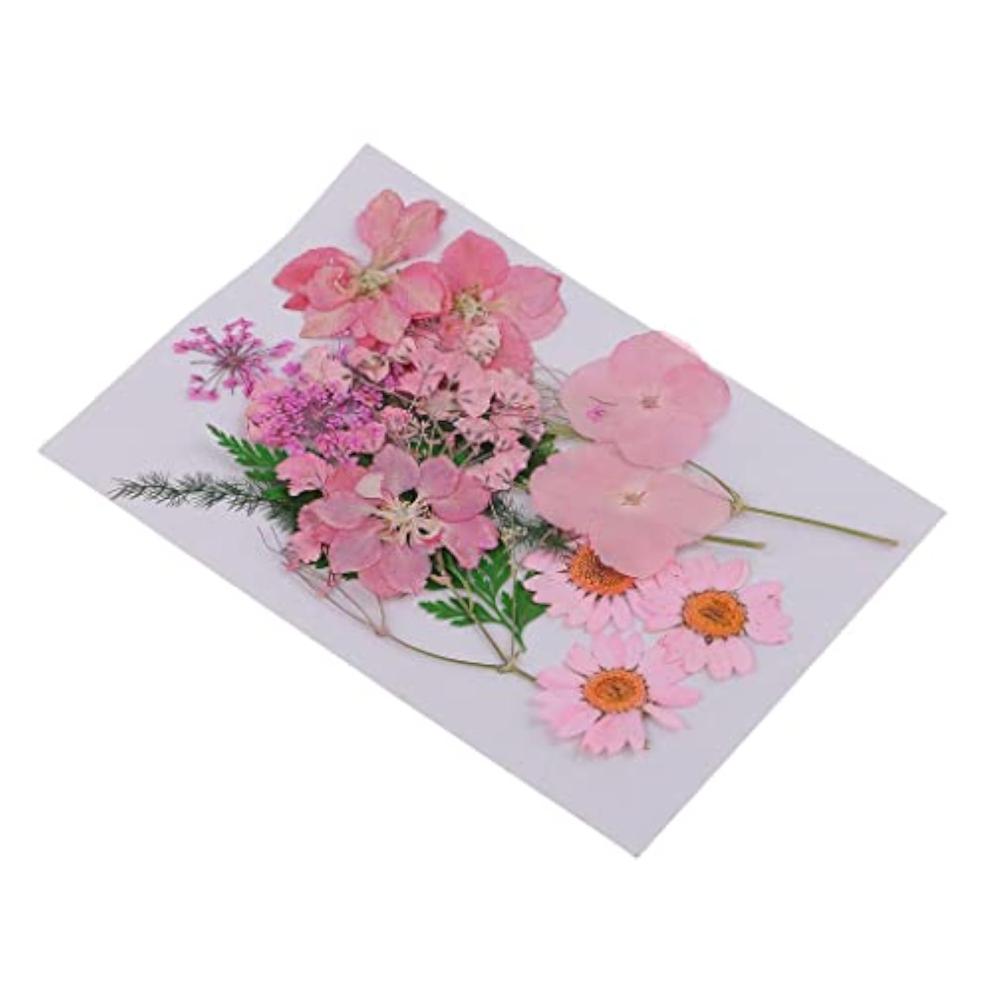 Beautiful Real Pressed Flower Dried Flowers for Crafts
