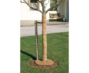 wie pflege ich bambus im topf XXL Fargesia Rufa Bambus 180 cm im Topf – Winterharter Schirmbambus bis 2,5  m – Sichtschutz Bambus ohne Rhizomsperre – Heckenbambus Garten main image 0