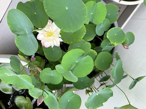 Image of Decora Bloom Round Pot (Stone Grey)(Large)(TCB 60) || Pots for Plants Polymer || Lightweight || Indoor-Outdoor || Non-Breakable || Non-Fading || Plant Directly || (with Drainage Hole)