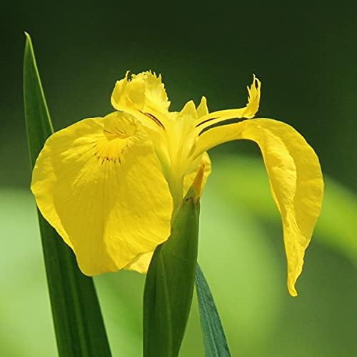 【紫桜館山の花屋】キショウブ 素掘り苗20株 湿地性多年草/ビオトープ/黄菖蒲