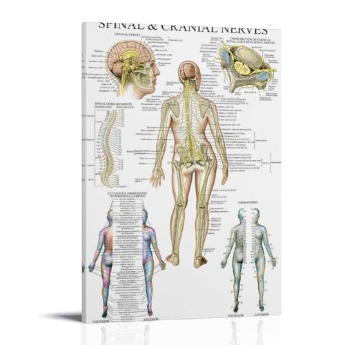 Spinal And Cranial Nerves tableau mural salon pour une ambiance studieuse et moderne