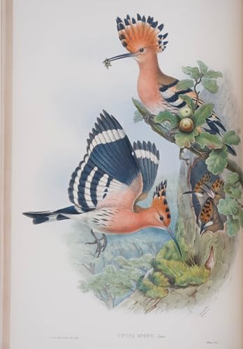 Carteles impresiones Piatto Animal Bird para crear un salón vintage con arte naturalista