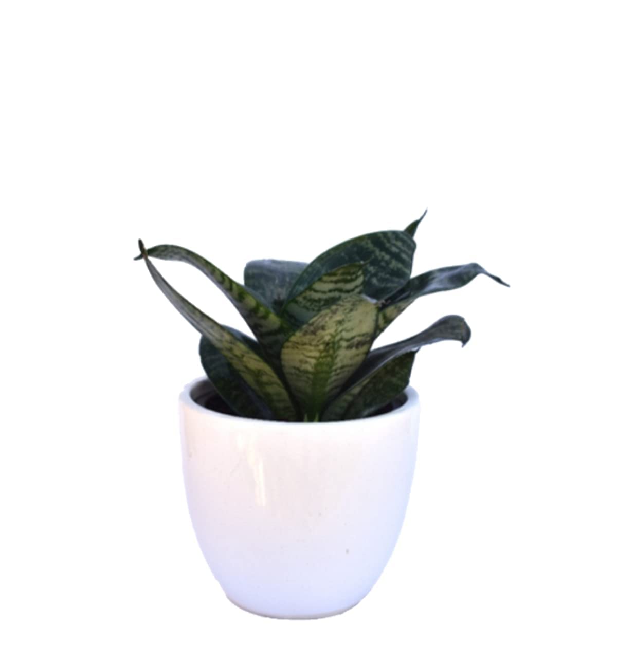 Live Sansevieria Green Snake Plan Indoor Plant for Home & Office Décor Air Purifier-image-9