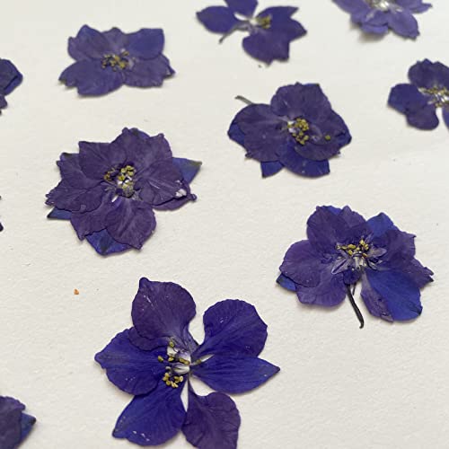 Flores Naturales Secas Prensadas Delphinium 12 piezas miniatura 3