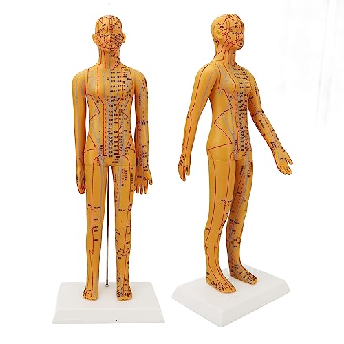 Modèle acupuncture femme haute définition pour enseigner la médecine chinoise