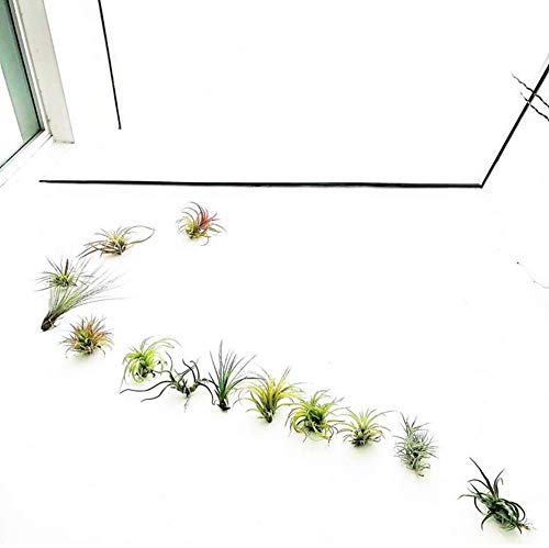 Air Knots Design Kit. Includes 15 Orchids or Air Plants Holders for Wall Vertical Garden / Installations / Tree Trunk Plant Mounting. Indoor and Outdoor Use | ArtAK Elevation Plants not Included