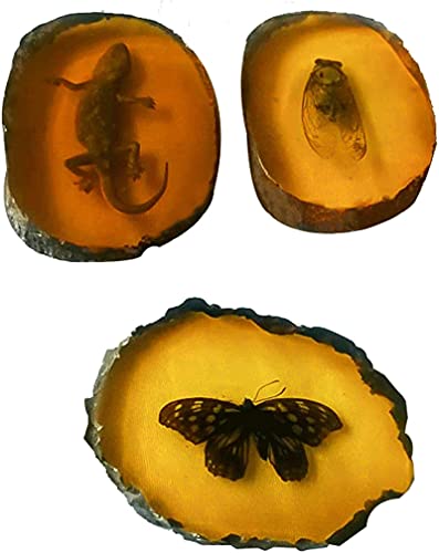 FTYYSWL 3pcs Bernstein Fossil echtes Insekt, künstliches Bernstein natürliches Insekt, Bernstein Anhänger Stein Bernstein Insekten Probe Harz Crafts Collection Cover