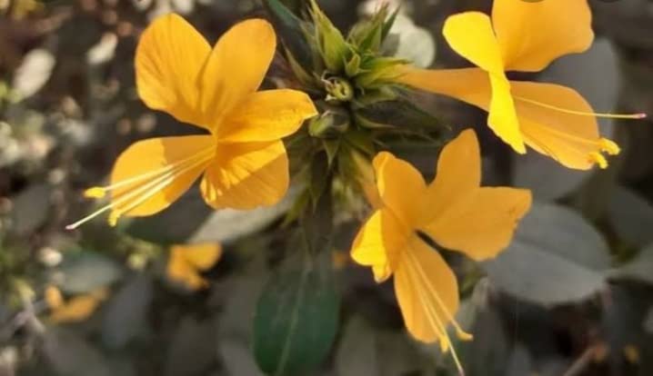 Barleria prionitis/Golden Yellow flowers Live Plant in Poly Bag - 1 No (B09ZKZM58N) Amazon Price History, Amazon Price Tracker