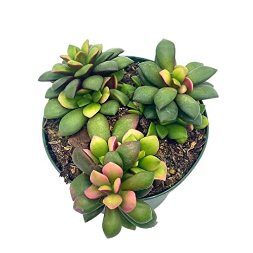 Anacampseros Telephiastrum Variegata, 4 Inch Pot, Variegated Sunrise Succulent, Pink, Tricolored #TOP11