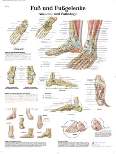 Affiche Pied & Cheville 3B Scientific laminée anti-UV pour l'étude de l'anatomie