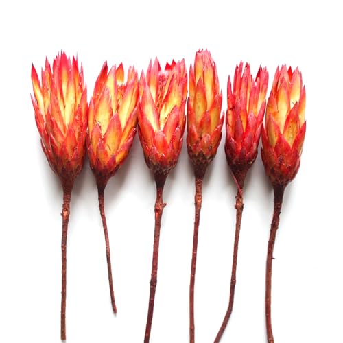 5 flores protea secas para decoración interior miniatura 4
