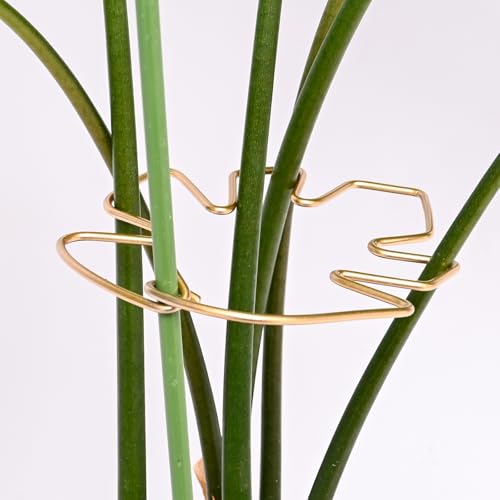GOOOXIM Monstera-Stützpfahl mit Clips, langlebige Kletterpflanzenstütze für Monstera, Fischgräten-Kakteen, einfache Installation, für Pflanzenliebhaber, 14 x 12 cm