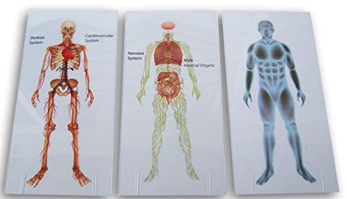 Paper Craft Layering Jumbo Flash Cards - Human Anatomy - Organs, Skeleton, Cardiovascular System, Nervous System (Male) #TOP1