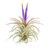 The Drunken Gnome AIR Plants – IONANTHA Small – 3 Pack - air Purifying Flowering Tillandsia for Terrarium, Fairy Garden Starter kit, Home Office, Indoor Outdoor, Corporate Gift (3 Small)