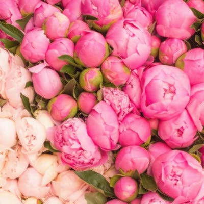 70Pcs Seeds Peony Seeds Greenery Flowers Outdoor Terrace Courtyard Paeonia Flower For Home Garden Decor4 (B0841Z7BQJ) Amazon Price History, Amazon Price Tracker