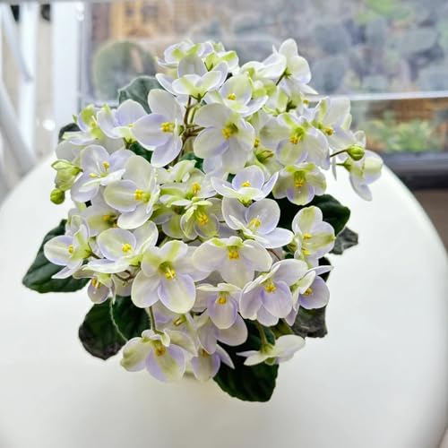 acquistare semi di violetta africana tappezzante perenne resistente di violetta africana da giardino, appartamento di aiuole rialzate, 600pcs