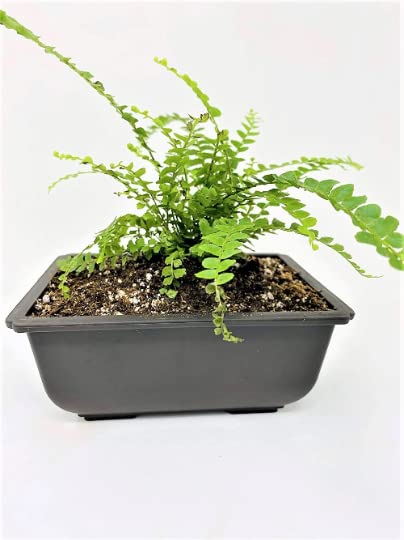 Lemon Button Fern - 5'' L Bonsai Pot - Nephrolepis cordifolia Duffii - Live Plant