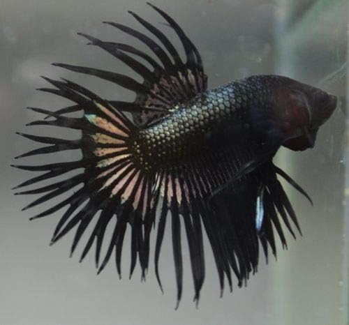 SevenSeaSupply Live Male Black Matalic Betta Tropical Fish