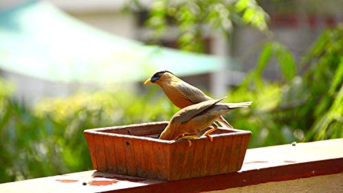 Image of Tansa Art Earthen Pot Terracotta Bird Bath, Earth Brown (9X9-Inch)
