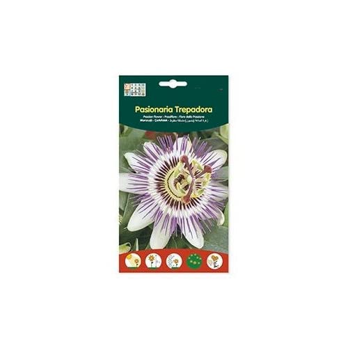 Semillas de Maracuyá PREMIUM Sobre Semillas Passiflora Caerulea