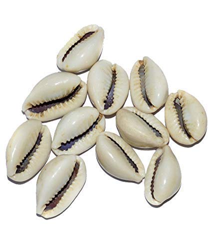 Kaudi Kodi Cowri Dhan Laksmi Kaudi Natural Kaudi Shankh Kaudi Kaudi Jewellery Kaudi Shankh Laxmi Kaudi kauri Kodiya kaudiya Natural White Color Set Of 11